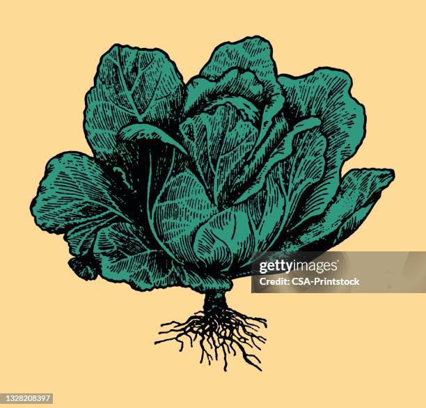 head of lettuce - lettuce leaf stock illustrations