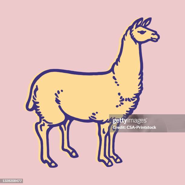 flame - llama animal stock illustrations