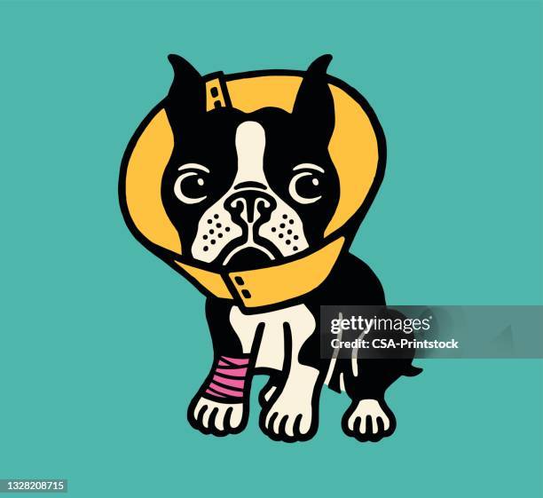 injured boston terrier wearing a cone - boston terrier stock illustrations