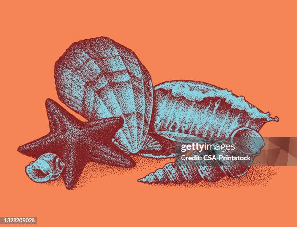seashells - sand shells stock illustrations