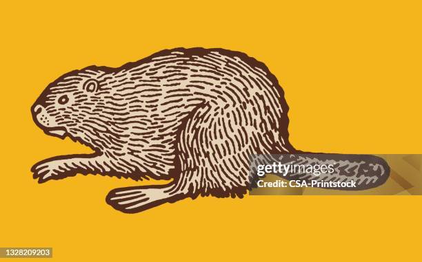 illustrazioni stock, clip art, cartoni animati e icone di tendenza di castoro - castoro