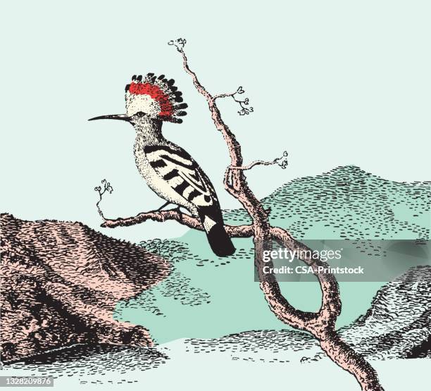 hoopoe bird perched on a branch - hoopoe stock illustrations