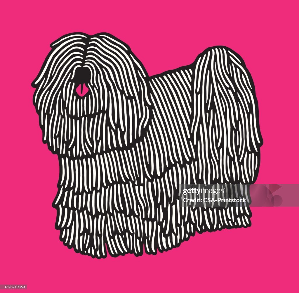 Komondor