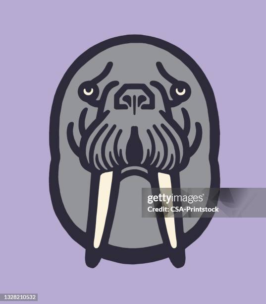 walrus face - walrus stock illustrations