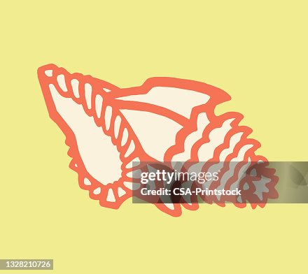 Seashell Seashell