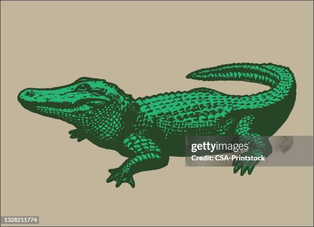 ilustraciones, imágenes clip art, dibujos animados e iconos de stock de caimán - alligator