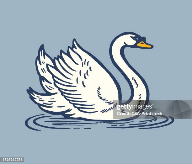 illustrazioni stock, clip art, cartoni animati e icone di tendenza di cigno - cigno
