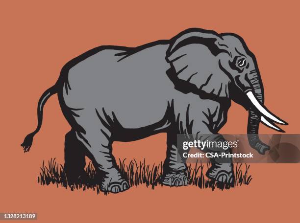 elephant - elephant stock illustrations