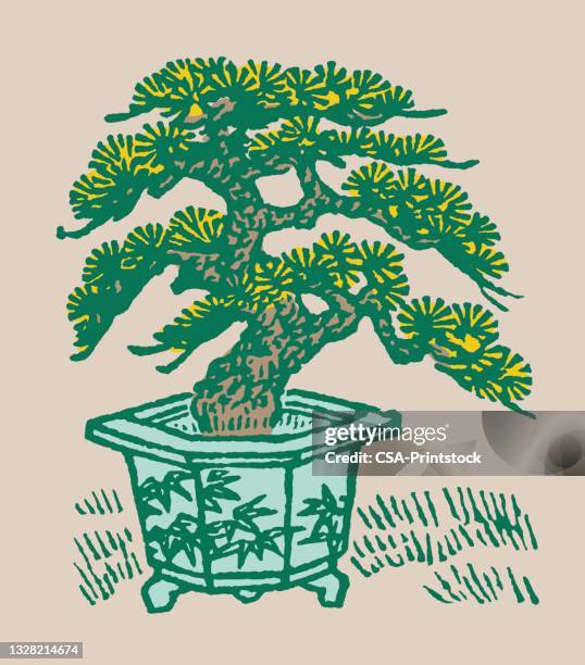 illustrazioni stock, clip art, cartoni animati e icone di tendenza di bonsai tree - bonsai tree