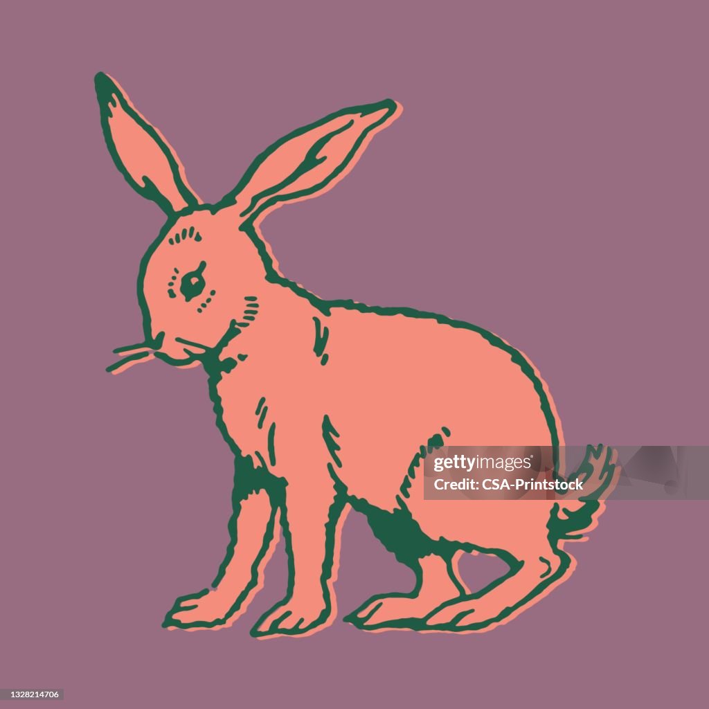 Rabbit High-Res Vector Graphic - Getty Images