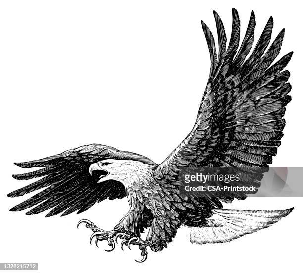 american eagle - eagle flying stock illustrations