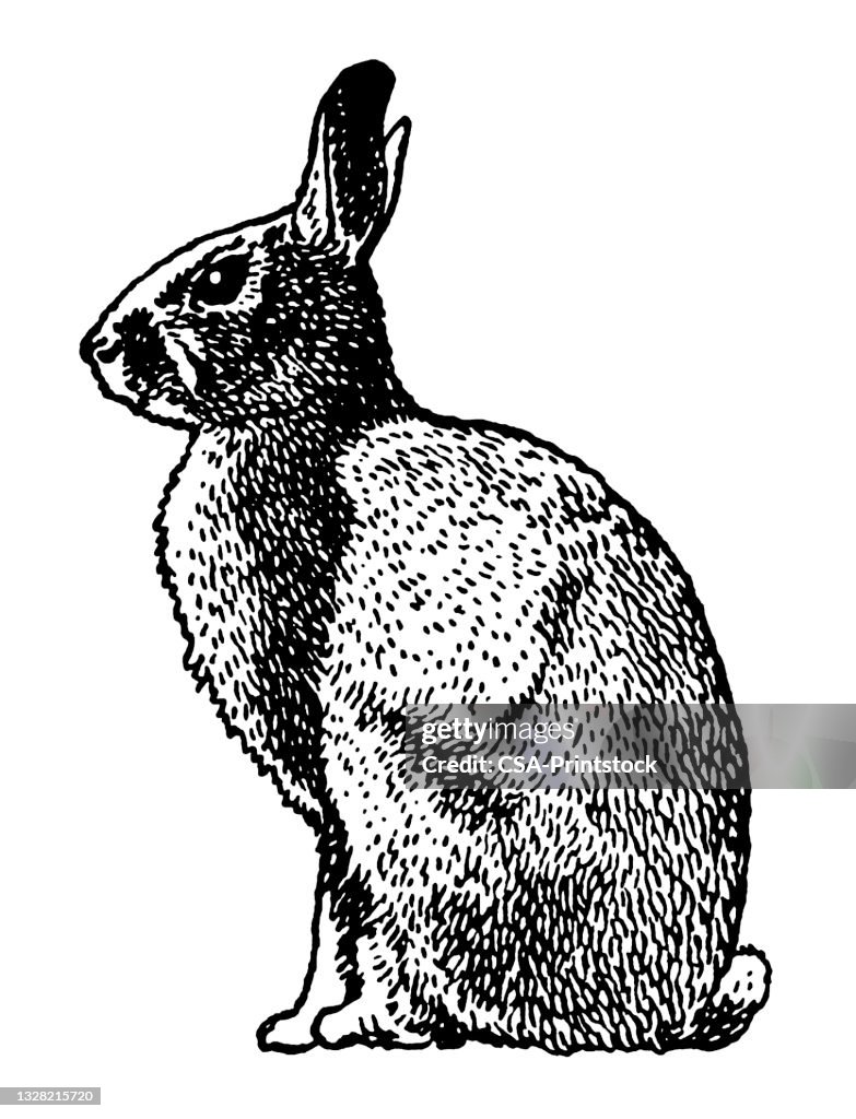 Graphic Rabbit Image Rabbit High-Res Vector Graphic - Getty Images
