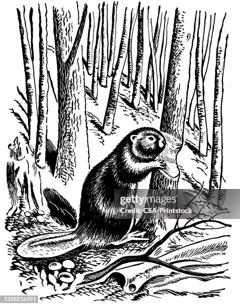 beaver and trees - beaver chew stock illustrations
