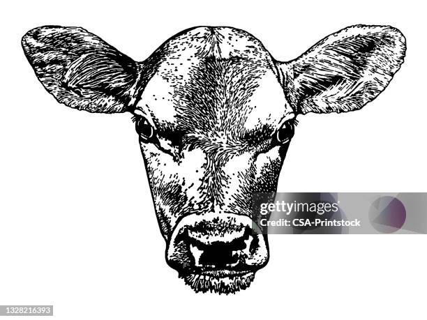 cow head - cow and calf illustration stock illustrations