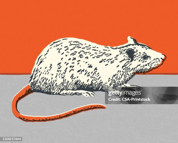 rat - mouse animal stock illustrations