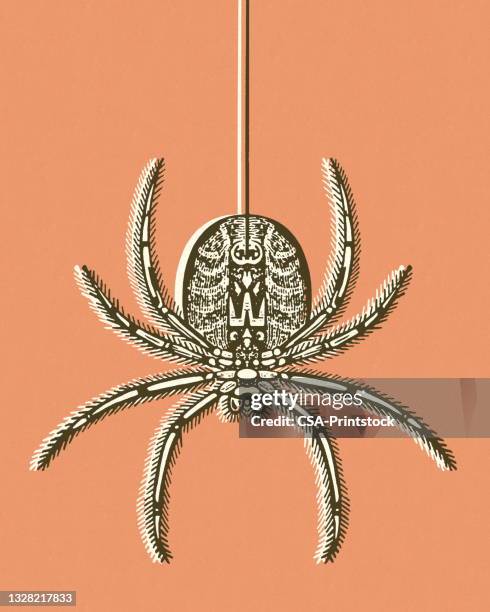 spider - spider stock illustrations