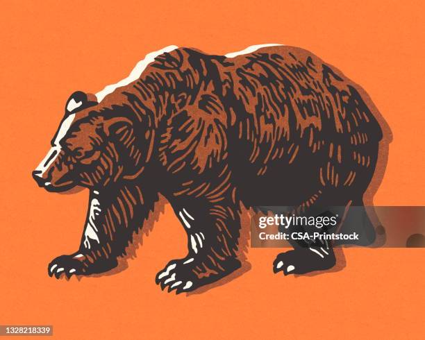 bear - bear stock illustrations