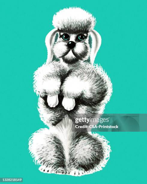 illustrations, cliparts, dessins animés et icônes de caniche - caniche