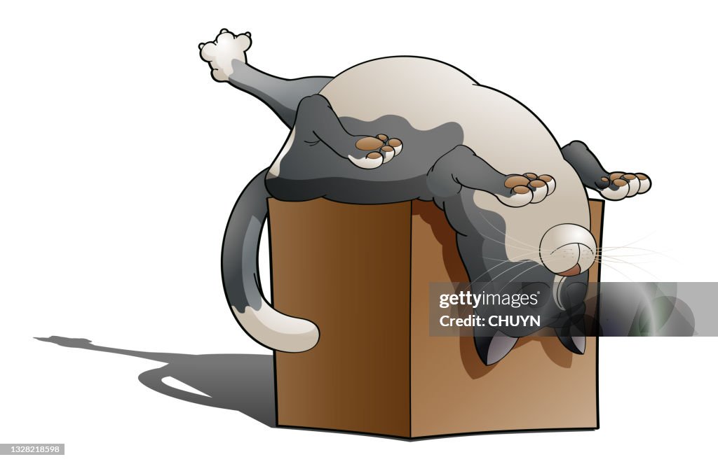 Dreamer cat