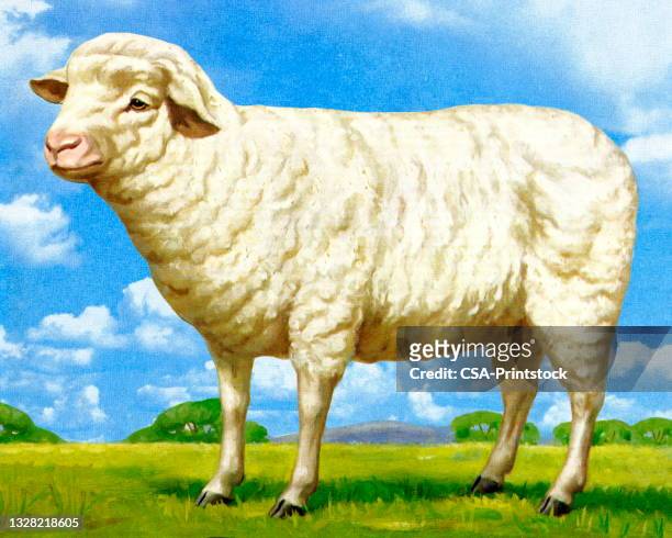 sheep - livestock stock illustrations