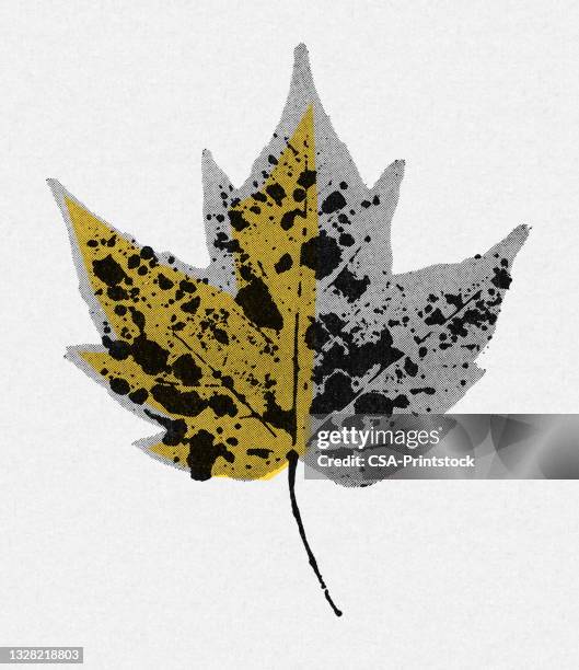 leaf - maple tree white background stock illustrations