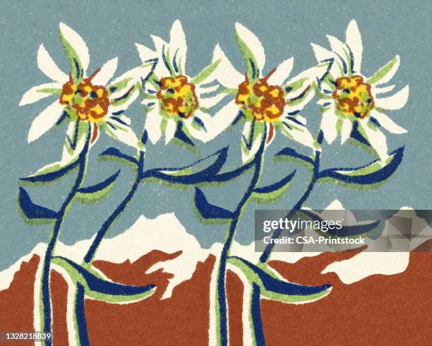 four flowers - edelweiss flower stock illustrations