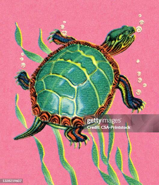 turtle - tortoise stock illustrations