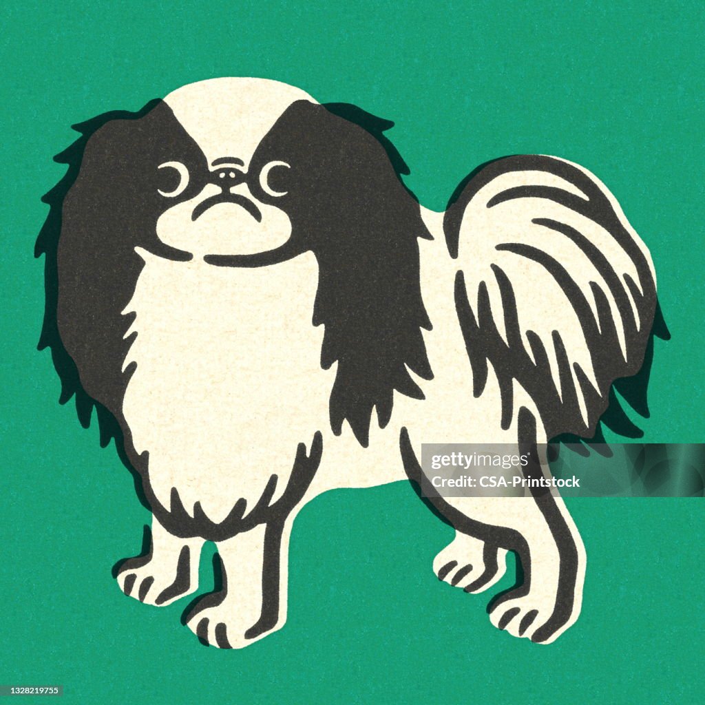Papillon Dog