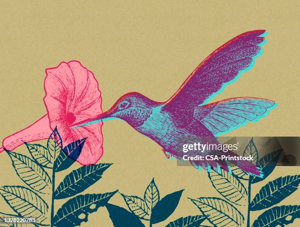 hummingbird and flower - hummingbird stock illustrations