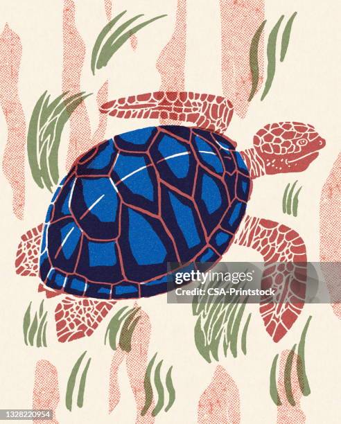 sea turtle - tortoise shell stock illustrations