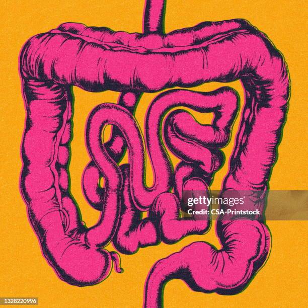 ilustrações, clipart, desenhos animados e ícones de intestinos humanos - intestine