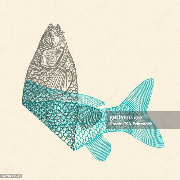 folded fish - fish illustration stock illustrations