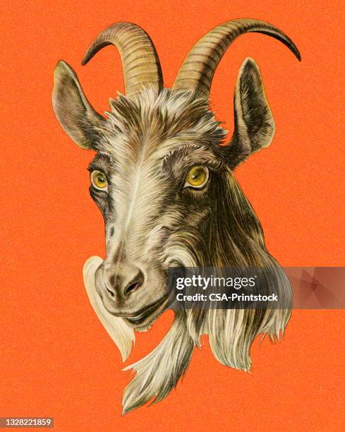 stockillustraties, clipart, cartoons en iconen met goat - geit
