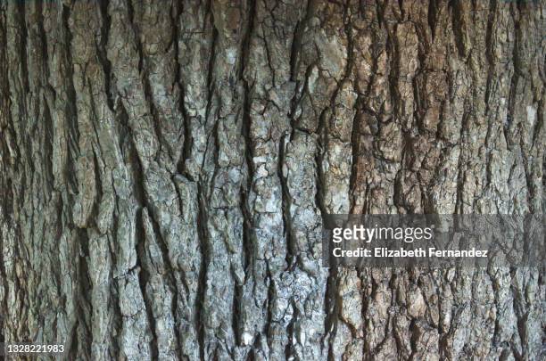 elm tree bark texture, full frame - elm tree stockfoto's en -beelden