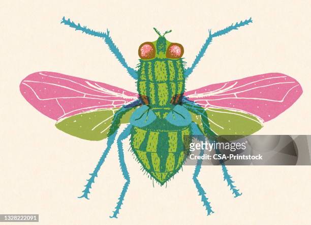 insect - fly insect stock illustrations