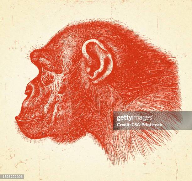profile of a chimpanzee - gorilla face stock illustrations