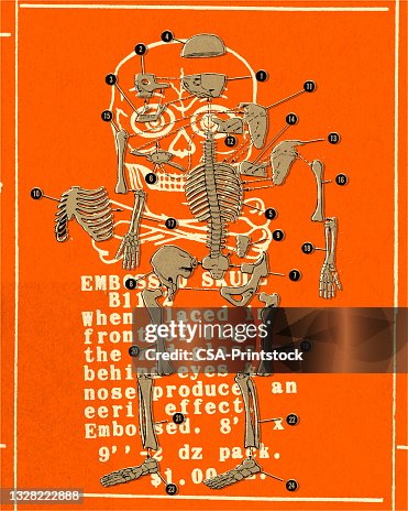 Color Code Skeleton Diagram Skeleton Diagram High-Res Vector Graphic - Getty Images