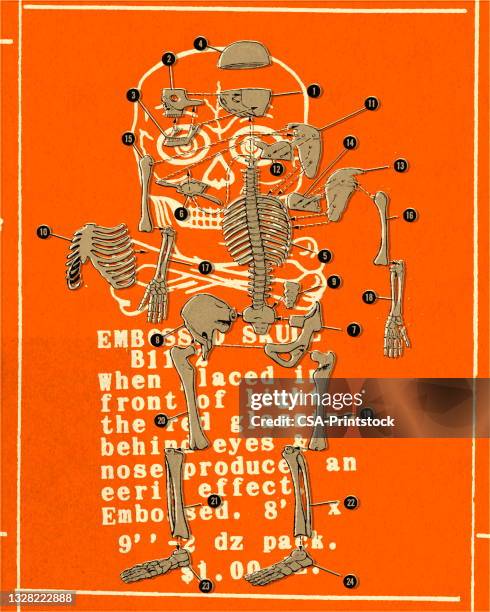Skeleton Digraph 115,425 Image Of Skeleton Stock Photos, High-Res Pictures, and Images ...