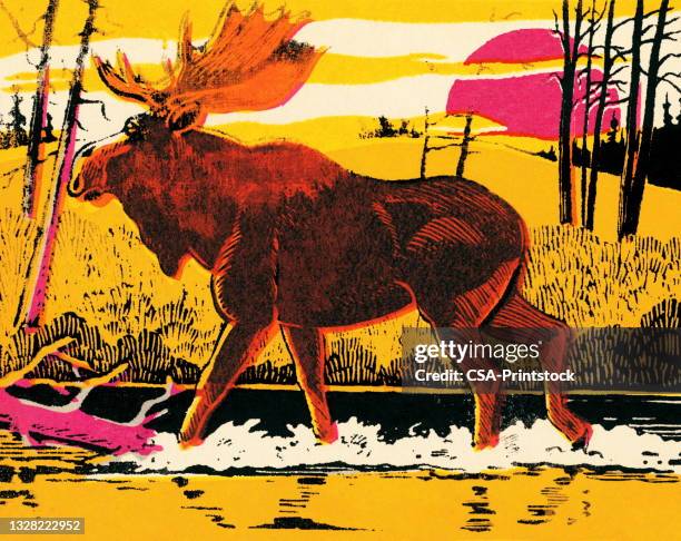 moose in the wilderness - moose stock illustrations