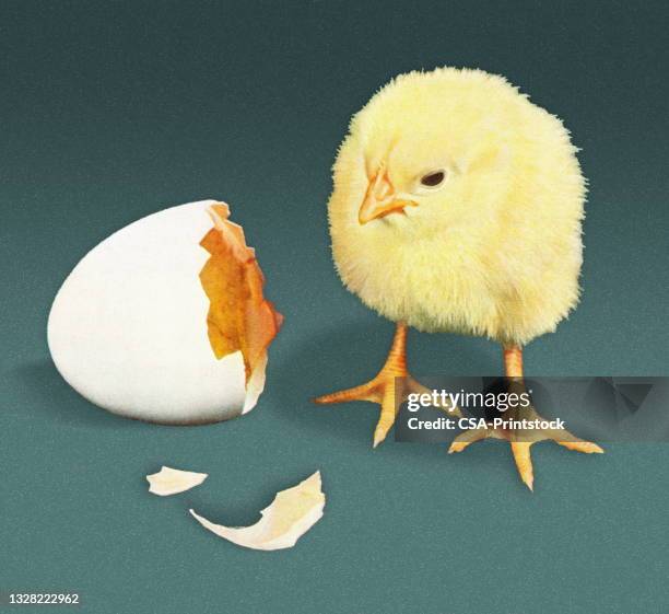 eggshell and chick - baby chicken stock illustrations