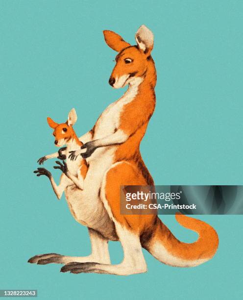 kangaroo and joey - joey kangaroo stock illustrations