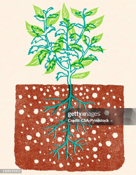 illustrations, cliparts, dessins animés et icônes de plante avec des racines dans le sol - racine terre
