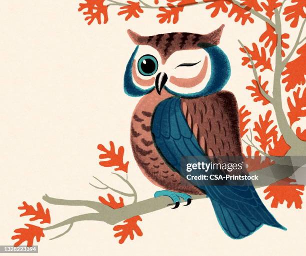 87 Owl Wink Stock Photos, High-Res Pictures, and Images - Getty Images