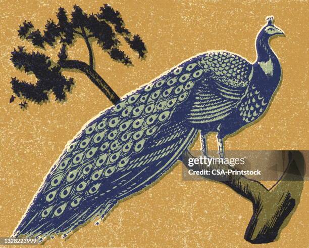 peacock - peacock stock illustrations