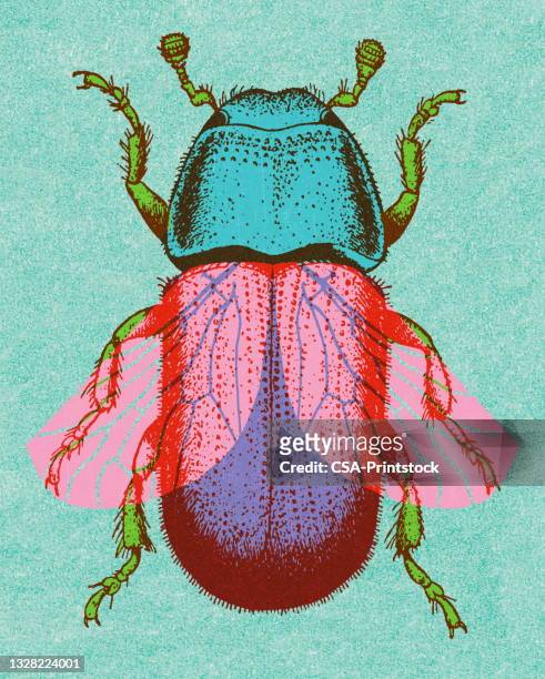 beetle - insect stock illustrations