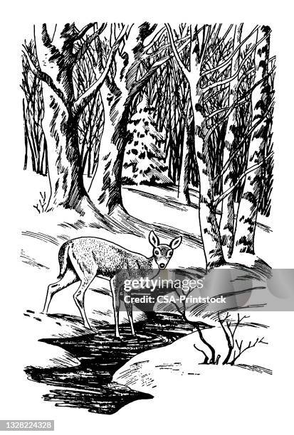 deer in forest - deer creek stock illustrations