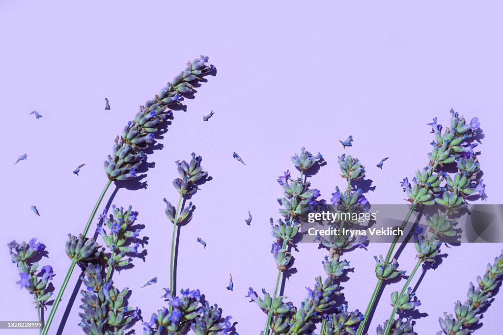 Lavender flowers on trendy purple Lavender color 2022 background, close up.