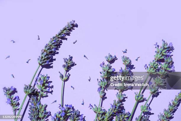 lavender flowers on trendy purple lavender color 2022 background, close up. - lavender colored stock pictures, royalty-free photos & images