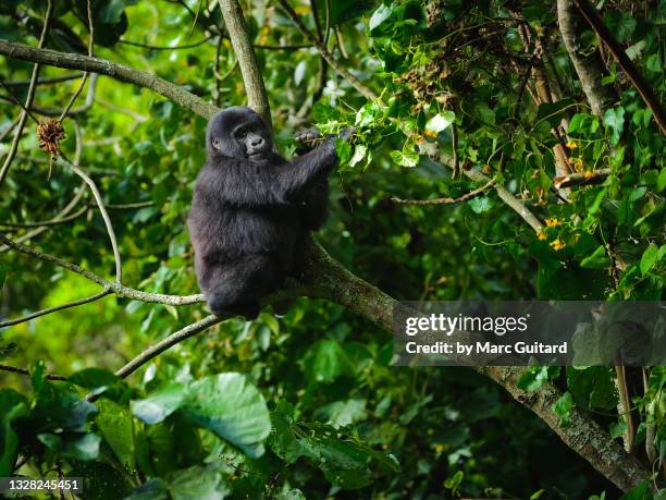 a young mountain gorilla (gorilla beringei beringei), bwindi impenetrable national park, uganda - mountain gorilla stock pictures, royalty-free photos & images