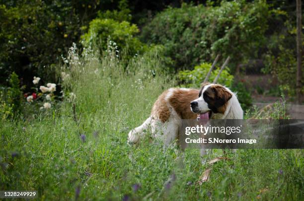 dog in the nature - san bernardo fotografías e imágenes de stock